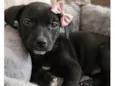 Tutuca