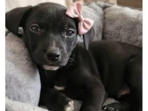 Cachorro raça SRD-ViraLata idade 2 a 6 meses nome Tutuca
