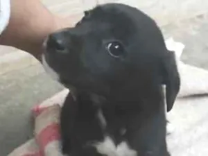 Cachorro raça SRD-ViraLata idade 2 a 6 meses nome Bob