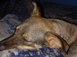 Cachorro raça SRD-ViraLata idade 1 ano nome Bruce