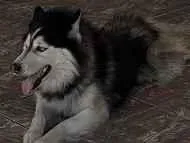 Cachorro raça SRD-ViraLata idade 5 anos nome Simba