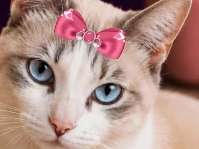 Gato raça SRD-ViraLata idade 2 anos nome Malu