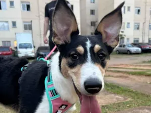 Cachorro raça SRD-ViraLata idade 2 a 6 meses nome Chloe
