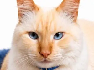 Gato raça SRD-ViraLata idade 3 anos nome Pelucio