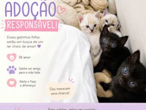 Gato raça SRD-ViraLata idade 2 a 6 meses nome não tem