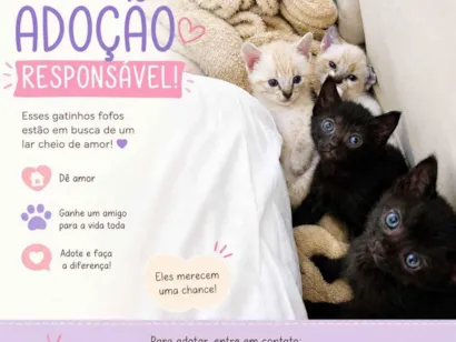 Gato raça SRD-ViraLata idade 2 a 6 meses nome não tem