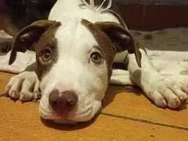 Cachorro raça Pit-Bull idade 7 a 11 meses nome Revoada