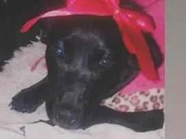 Cachorro raça SRD-ViraLata idade 2 a 6 meses nome Catarina