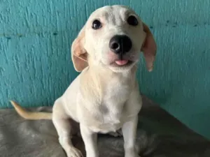 Cachorro raça SRD-ViraLata idade 7 a 11 meses nome Zeca 