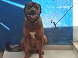 Cachorro raça Rottweiler idade 3 anos nome Toddy