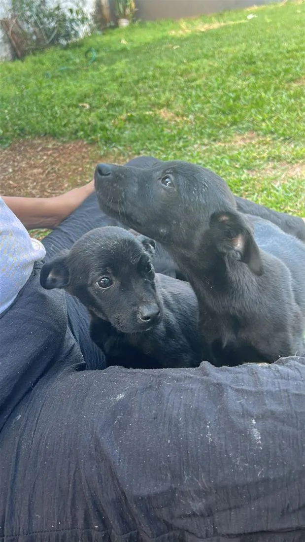 Cachorro raça SRD-ViraLata idade Abaixo de 2 meses nome Não tem nome