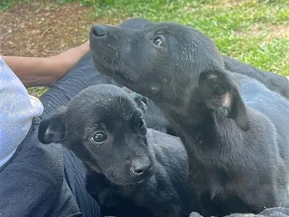 Cachorro raça SRD-ViraLata idade Abaixo de 2 meses nome Não tem nome