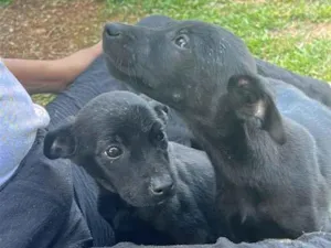 Cachorro raça SRD-ViraLata idade Abaixo de 2 meses nome Não tem nome