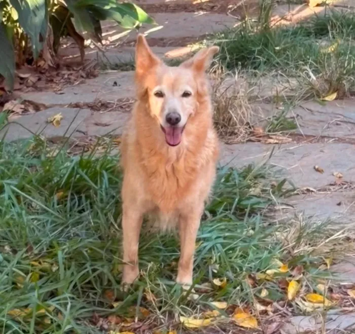 Cachorro raça SRD-ViraLata idade 6 ou mais anos nome Bela