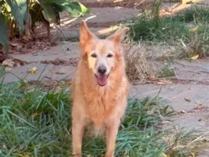 Cachorro raça SRD-ViraLata idade 6 ou mais anos nome Bela