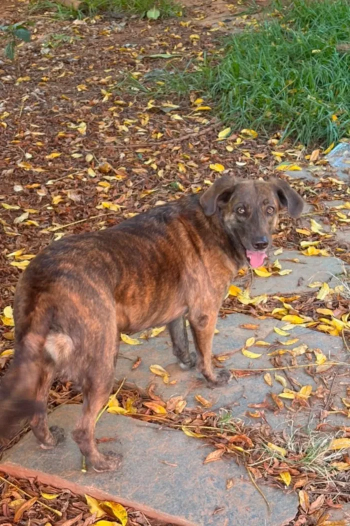 Cachorro raça SRD-ViraLata idade 5 anos nome Joana
