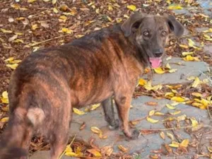 Cachorro raça SRD-ViraLata idade 5 anos nome Joana