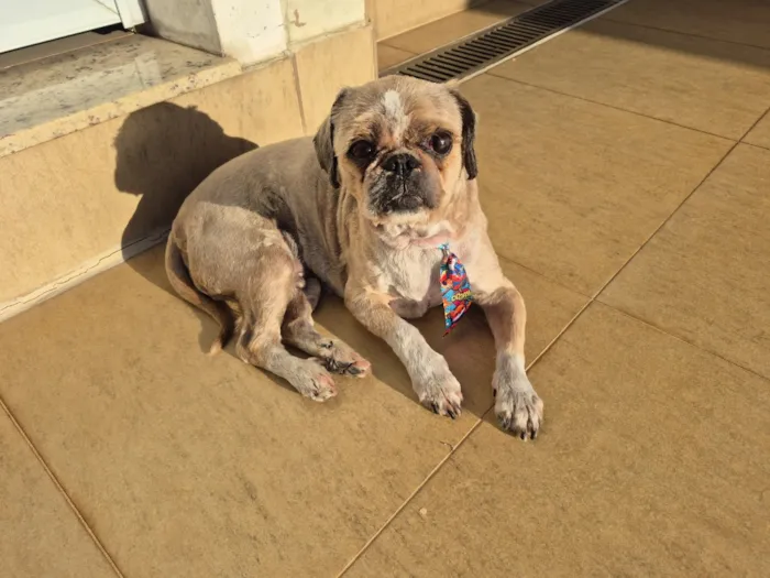 Cachorro raça Shitzu idade 6 ou mais anos nome Thor