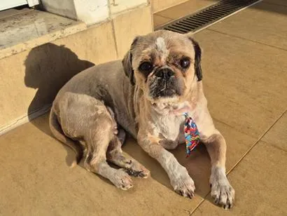 Cachorro raça Shitzu idade 6 ou mais anos nome Thor