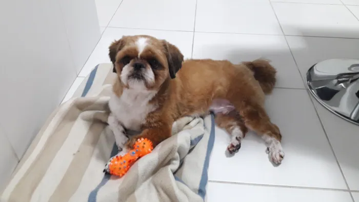 Cachorro raça Shitzu idade 6 ou mais anos nome Thor