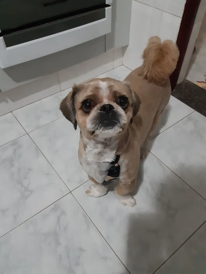 Cachorro raça Shitzu idade 6 ou mais anos nome Thor