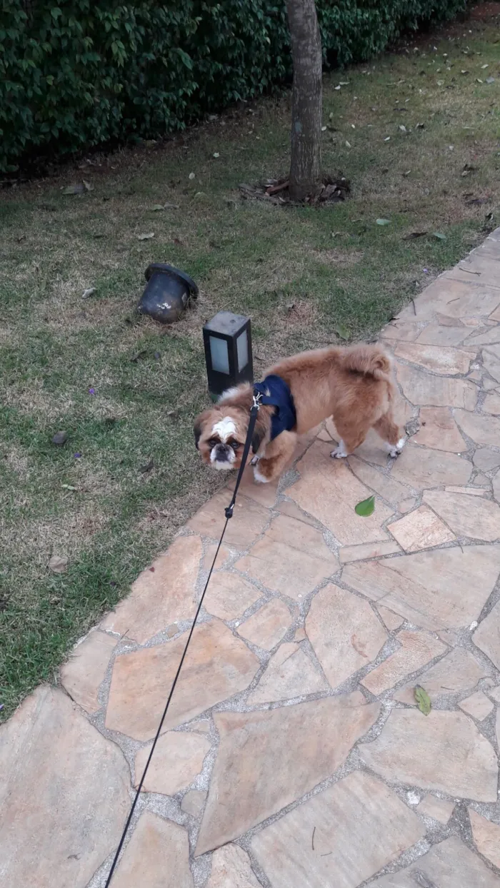 Cachorro raça Shitzu idade 6 ou mais anos nome Thor