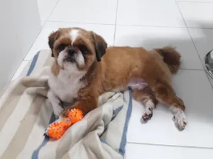 Cachorro raça Shitzu idade 6 ou mais anos nome Thor