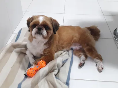 Cachorro raça Shitzu idade 6 ou mais anos nome Thor