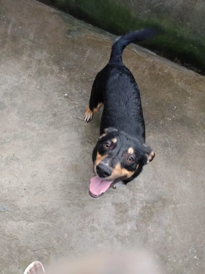 Cachorro raça SRD-ViraLata idade 2 anos nome Leo
