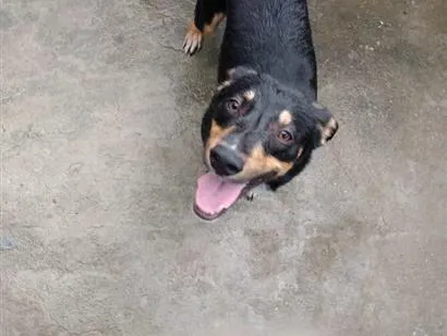 Cachorro raça SRD-ViraLata idade 2 anos nome Leo