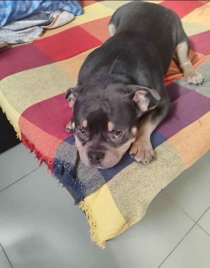Cachorro raça Pit-Bull idade 3 anos nome Vegetti