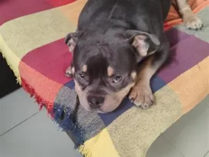 Cachorro raça Pit-Bull idade 3 anos nome Vegetti