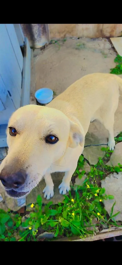 Cachorro raça SRD-ViraLata idade 6 ou mais anos nome Luke