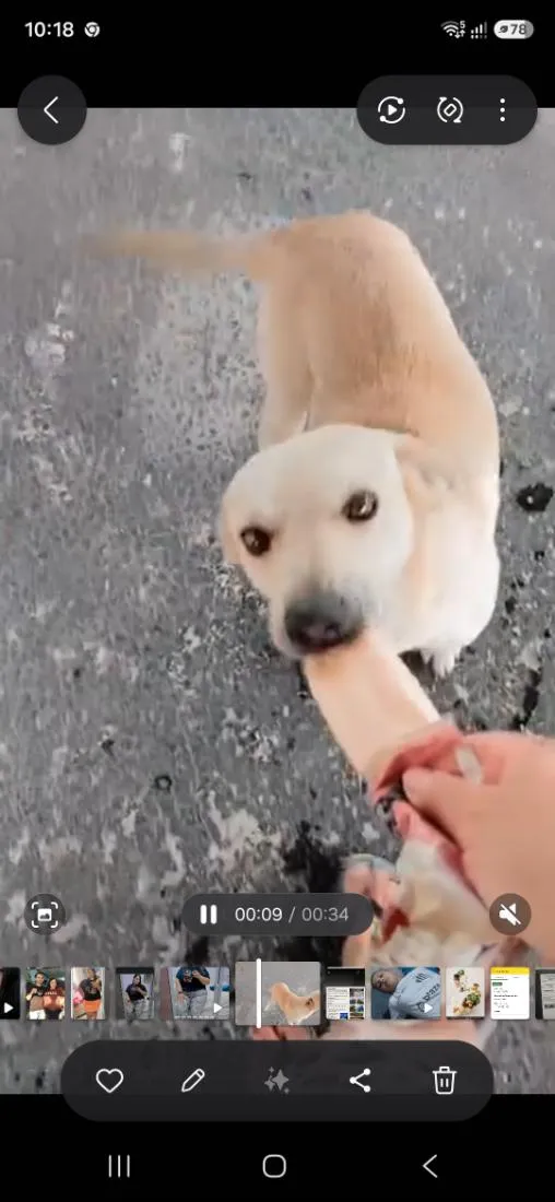 Cachorro raça SRD-ViraLata idade 6 ou mais anos nome Luke