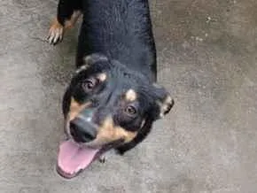 Cachorro raça SRD-ViraLata idade 2 anos nome Leo