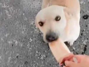 Cachorro raça SRD-ViraLata idade 6 ou mais anos nome Luke