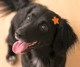 Jujuba
