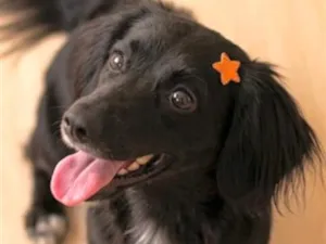 Cachorro raça SRD-ViraLata idade 7 a 11 meses nome Jujuba