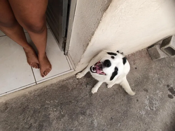 Cachorro raça SRD-ViraLata idade 7 a 11 meses nome luke