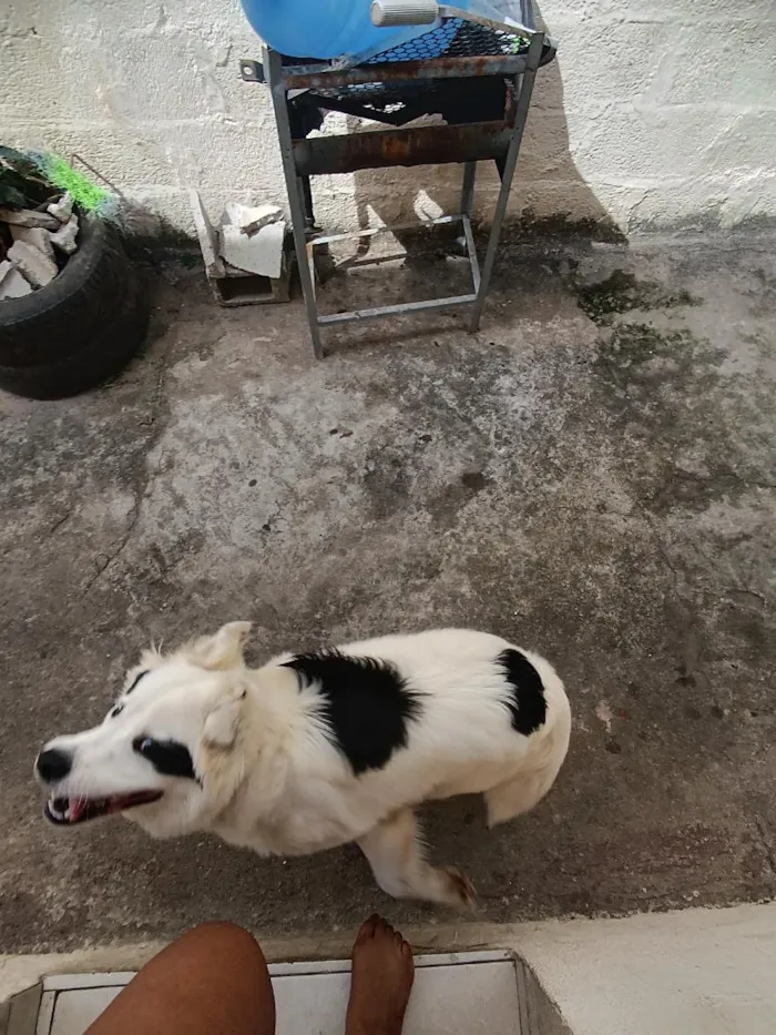 Cachorro raça SRD-ViraLata idade 7 a 11 meses nome luke