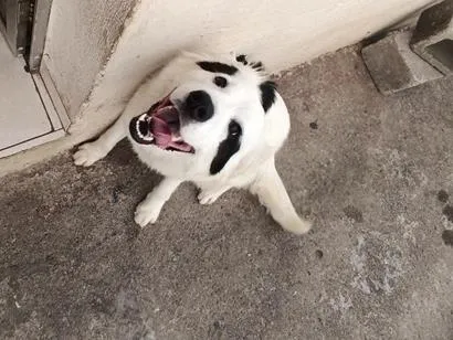 Cachorro raça SRD-ViraLata idade 7 a 11 meses nome luke
