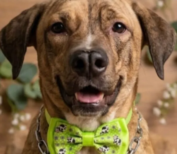 Cachorro raça SRD-ViraLata idade 3 anos nome Levi