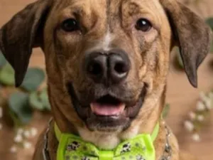 Cachorro raça SRD-ViraLata idade 3 anos nome Levi