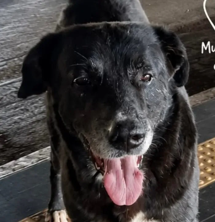 Cachorro raça SRD-ViraLata idade 2 anos nome Maia