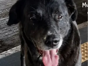 Cachorro raça SRD-ViraLata idade 2 anos nome Maia