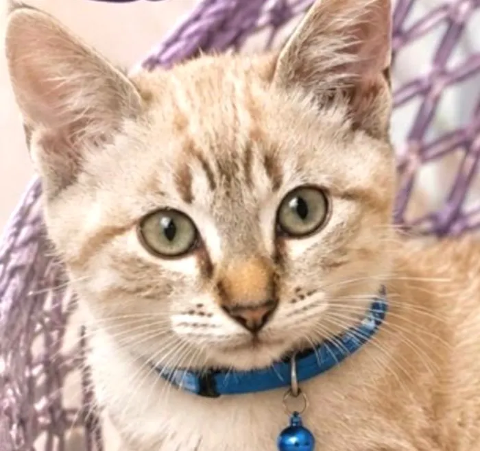 Gato raça SRD-ViraLata idade 2 a 6 meses nome Euro