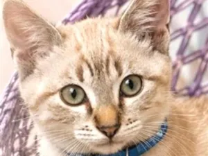 Gato raça SRD-ViraLata idade 2 a 6 meses nome Euro