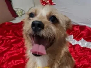 Cachorro raça Shitzu idade 1 ano nome Zoe