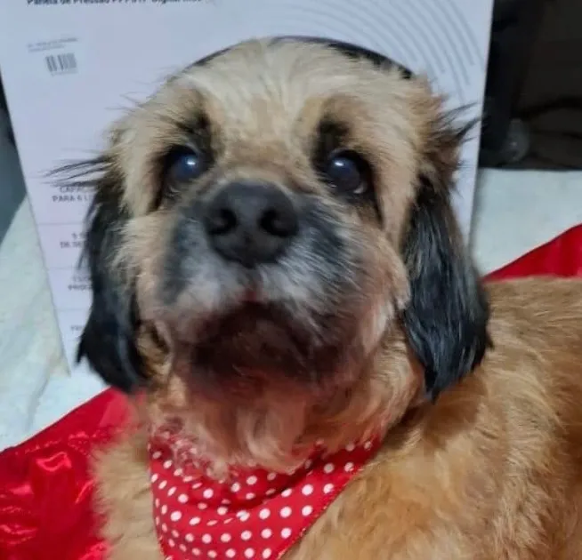 Cachorro raça Shitzu idade 1 ano nome Duque
