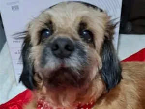 Cachorro raça Shitzu idade 1 ano nome Duque